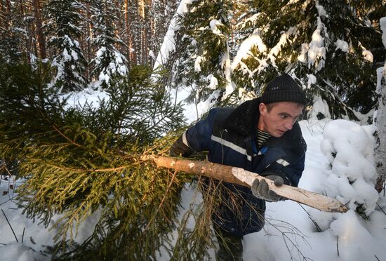 Christmas tree harvesting in Novosibirsk forestry