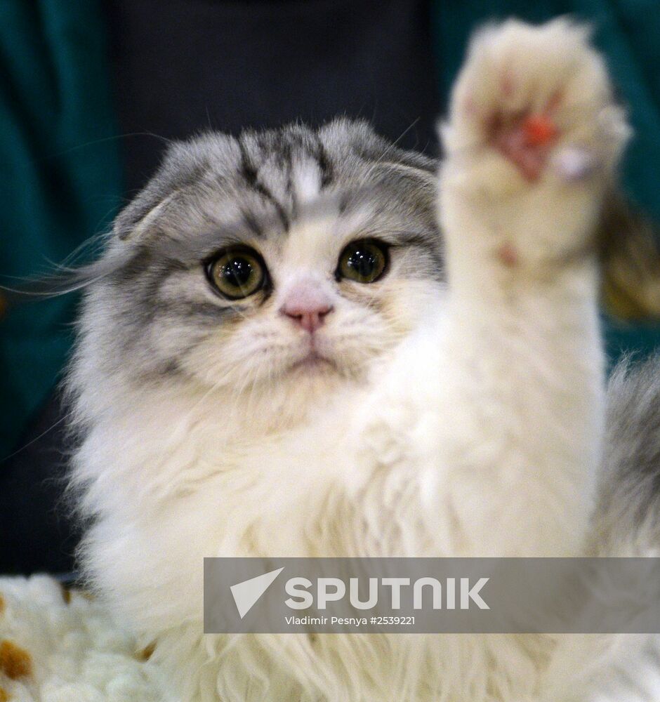 13th International cat show "Grand Prix Royal Canin 2014"