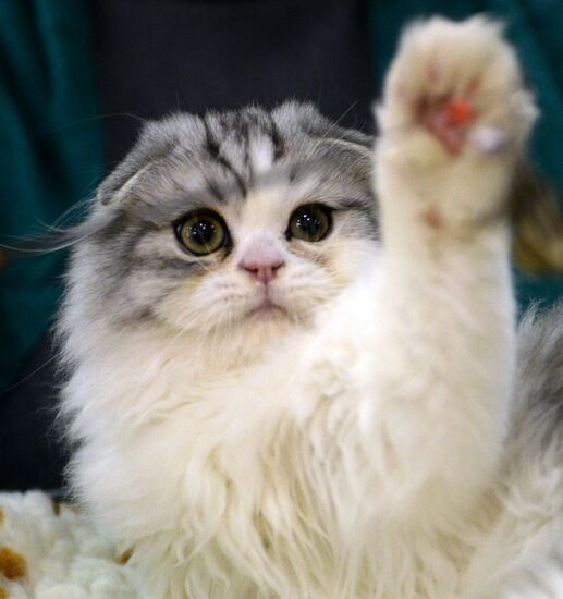 13th International cat show "Grand Prix Royal Canin 2014"