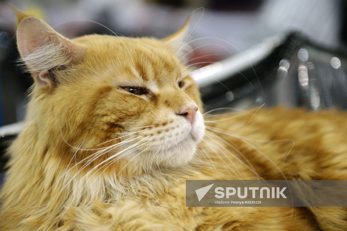 13th International cat show "Grand Prix Royal Canin 2014"