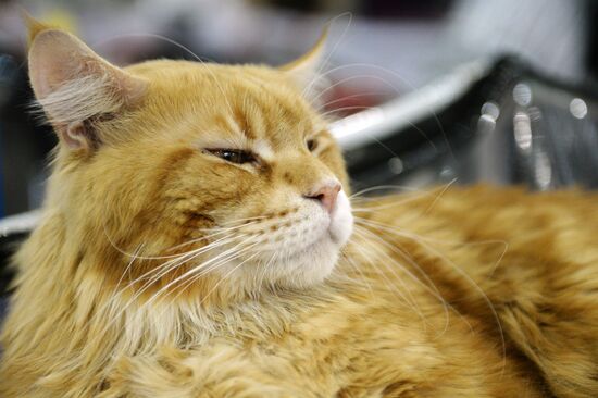 13th International cat show "Grand Prix Royal Canin 2014"