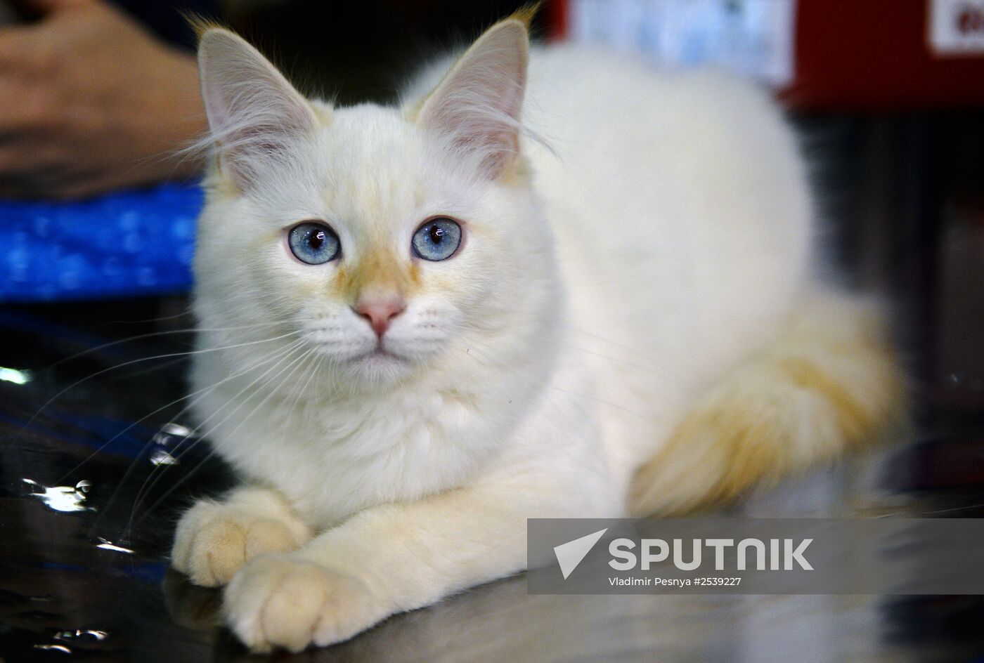 13th International cat show "Grand Prix Royal Canin 2014"