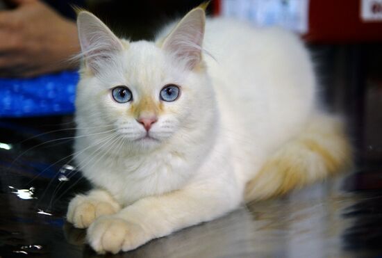 13th International cat show "Grand Prix Royal Canin 2014"