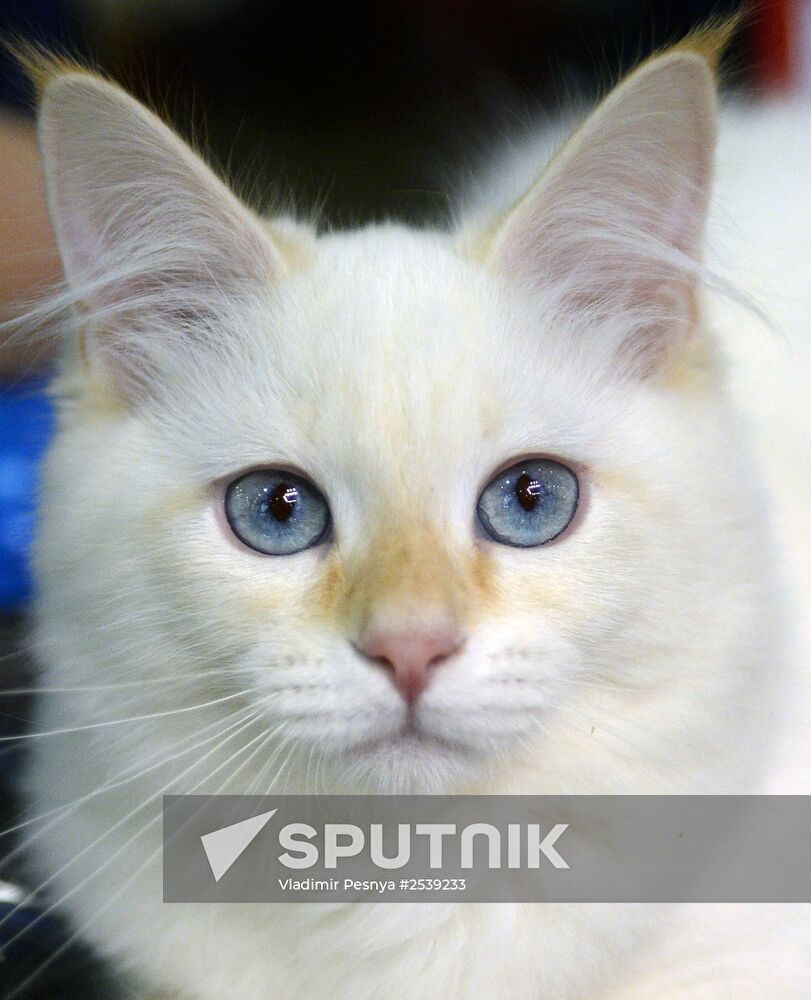 13th International cat show "Grand Prix Royal Canin 2014"