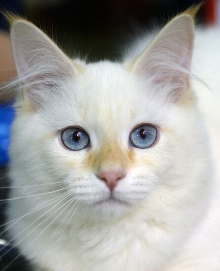 13th International cat show "Grand Prix Royal Canin 2014"
