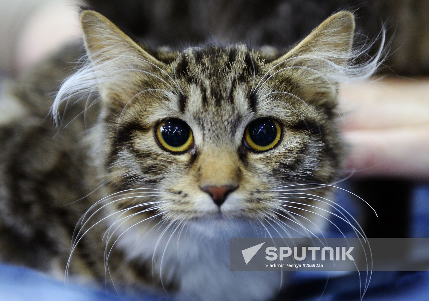 13th International cat show "Grand Prix Royal Canin 2014"