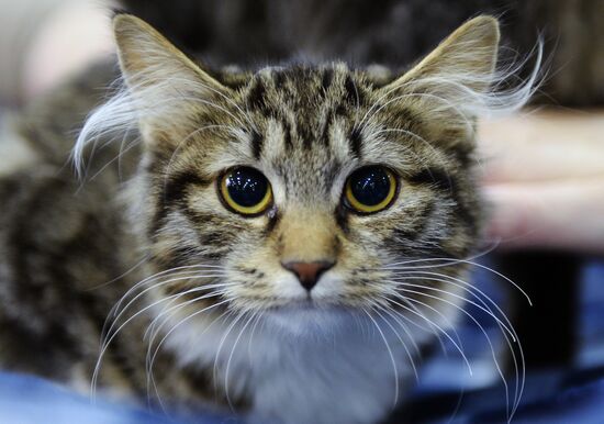 13th International cat show "Grand Prix Royal Canin 2014"