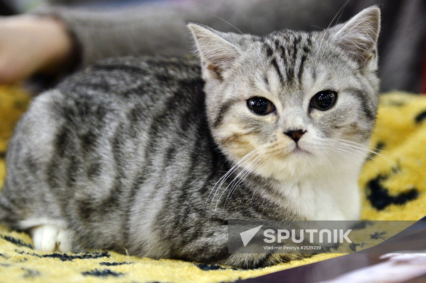 13th International cat show "Grand Prix Royal Canin 2014"