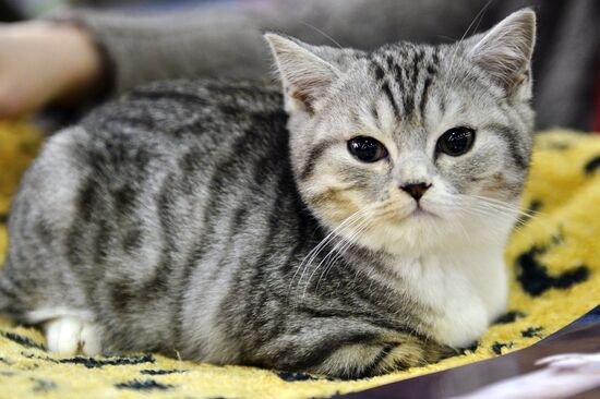 13th International cat show "Grand Prix Royal Canin 2014"