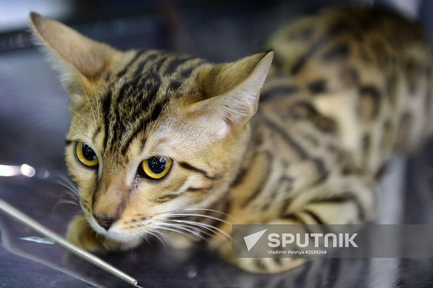 13th International cat show "Grand Prix Royal Canin 2014"