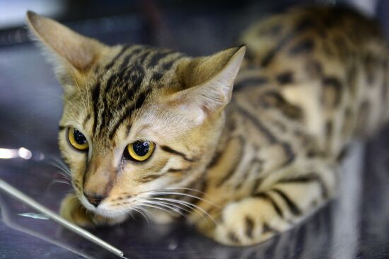 13th International cat show "Grand Prix Royal Canin 2014"