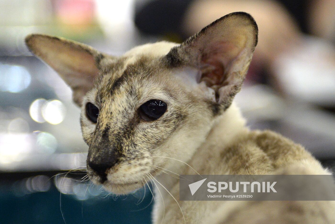 13th International cat show "Grand Prix Royal Canin 2014"