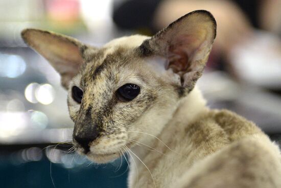 13th International cat show "Grand Prix Royal Canin 2014"