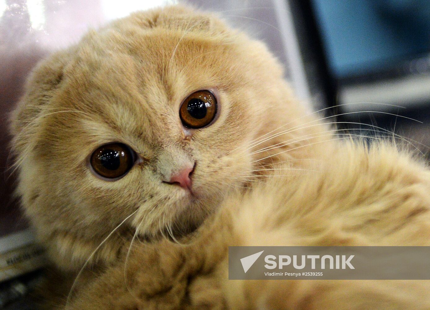 13th International cat show "Grand Prix Royal Canin 2014"