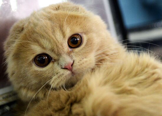 13th International cat show "Grand Prix Royal Canin 2014"