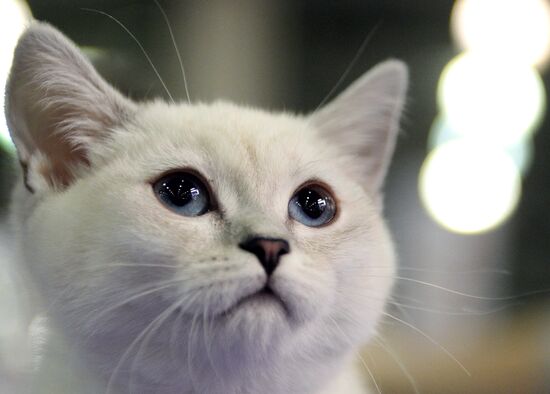 13th International cat show "Grand Prix Royal Canin 2014"