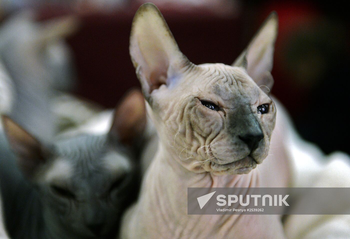 13th International cat show "Grand Prix Royal Canin 2014"