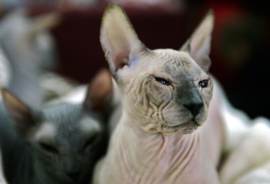 13th International cat show "Grand Prix Royal Canin 2014"