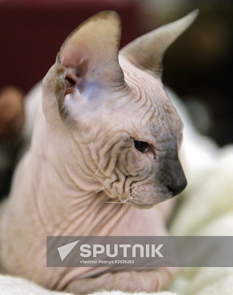 13th International cat show "Grand Prix Royal Canin 2014"