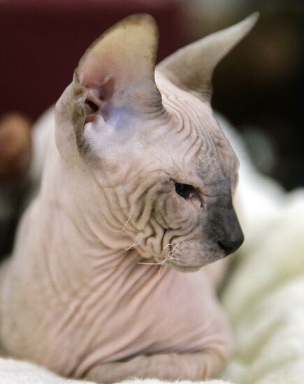 13th International cat show "Grand Prix Royal Canin 2014"