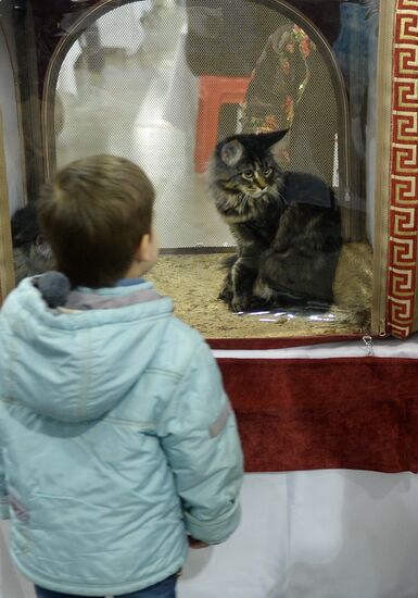 13th International cat show "Grand Prix Royal Canin 2014"