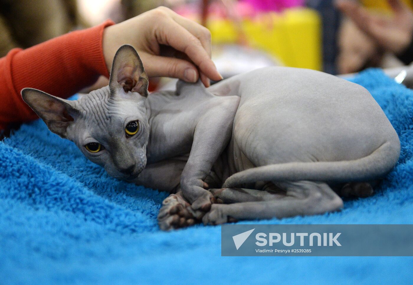 13th International cat show "Grand Prix Royal Canin 2014"