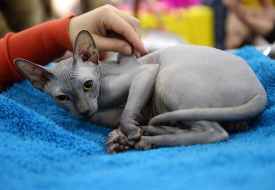13th International cat show "Grand Prix Royal Canin 2014"