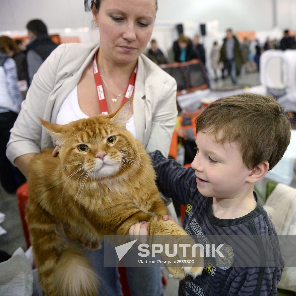 13th International cat show "Grand Prix Royal Canin 2014"