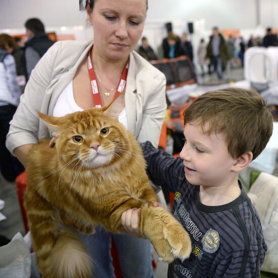 13th International cat show "Grand Prix Royal Canin 2014"