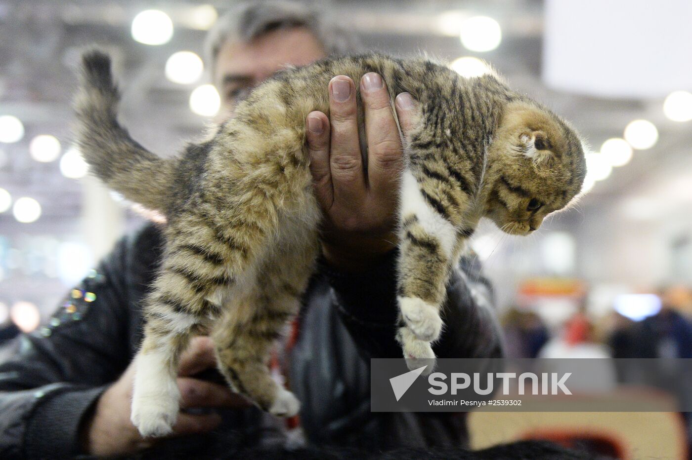 13th International cat show "Grand Prix Royal Canin 2014"