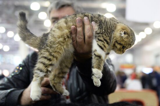 13th International cat show "Grand Prix Royal Canin 2014"