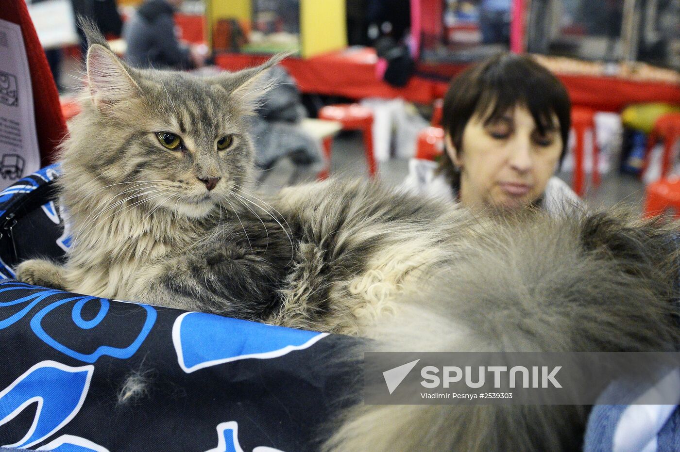 13th International cat show "Grand Prix Royal Canin 2014"