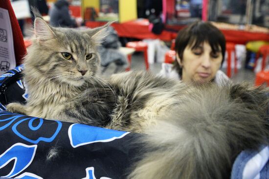 13th International cat show "Grand Prix Royal Canin 2014"
