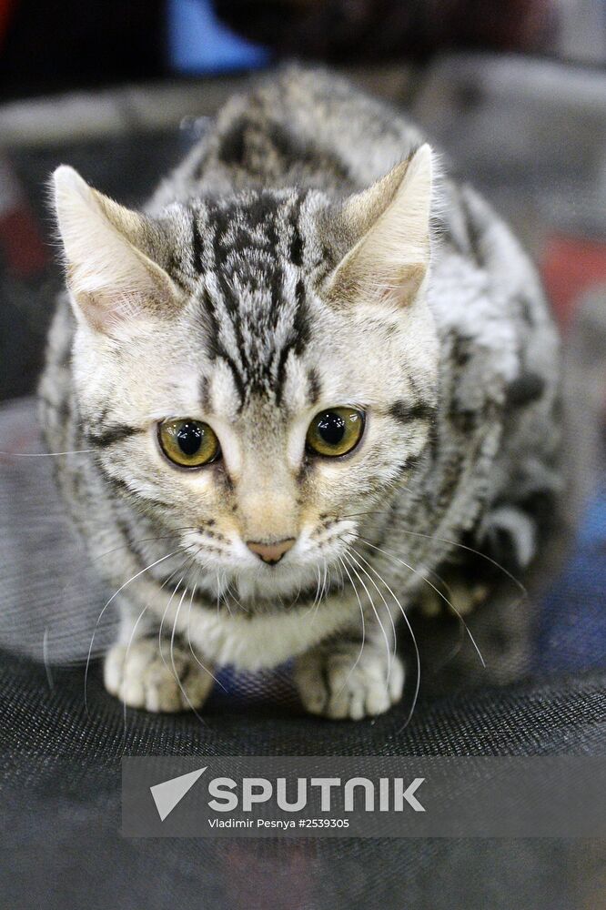 13th International cat show "Grand Prix Royal Canin 2014"