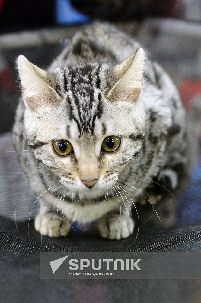 13th International cat show "Grand Prix Royal Canin 2014"