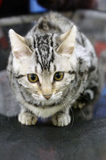 13th International cat show "Grand Prix Royal Canin 2014"