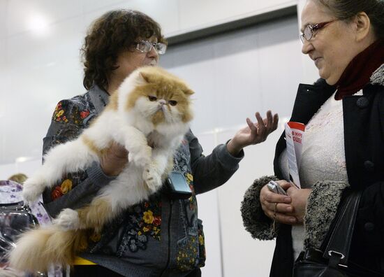 13th International cat show "Grand Prix Royal Canin 2014"
