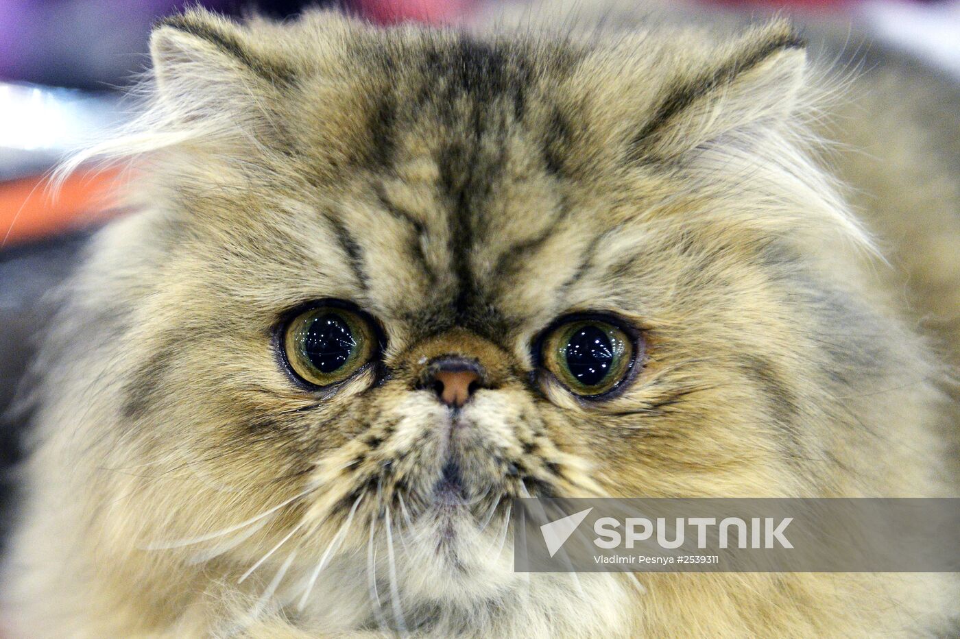 13th International cat show "Grand Prix Royal Canin 2014"