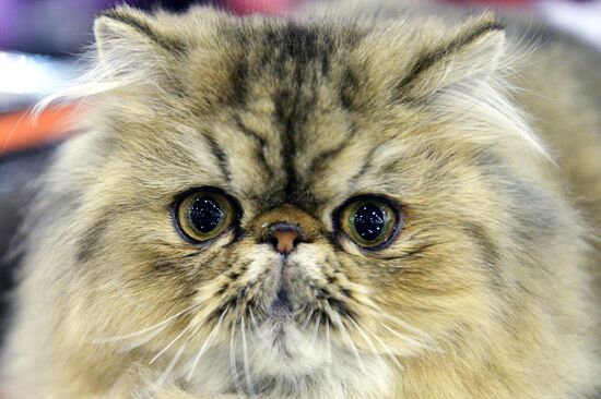 13th International cat show "Grand Prix Royal Canin 2014"
