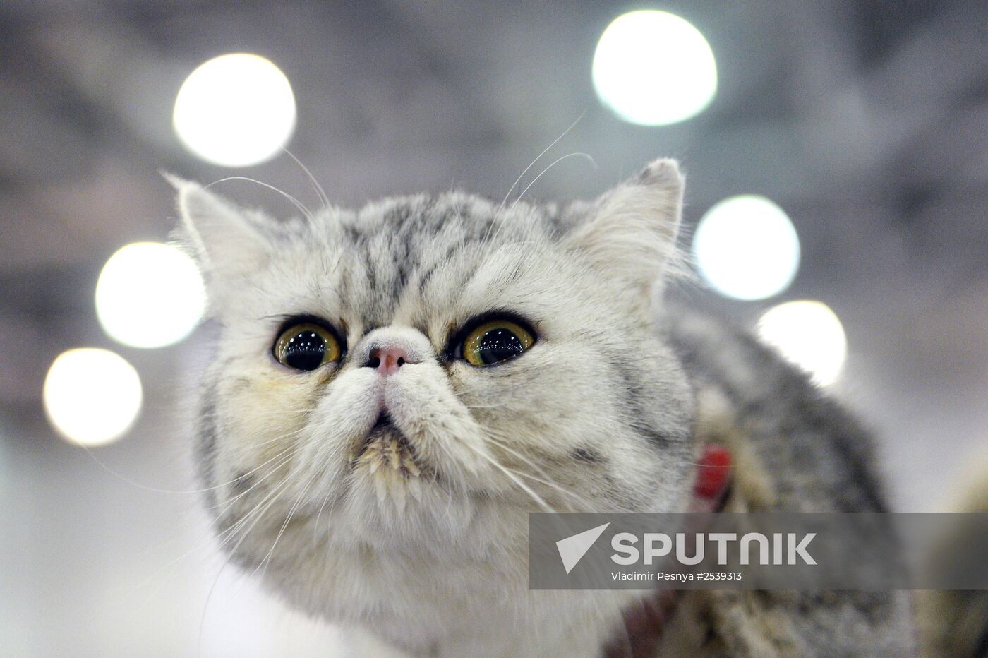 13th International cat show "Grand Prix Royal Canin 2014"