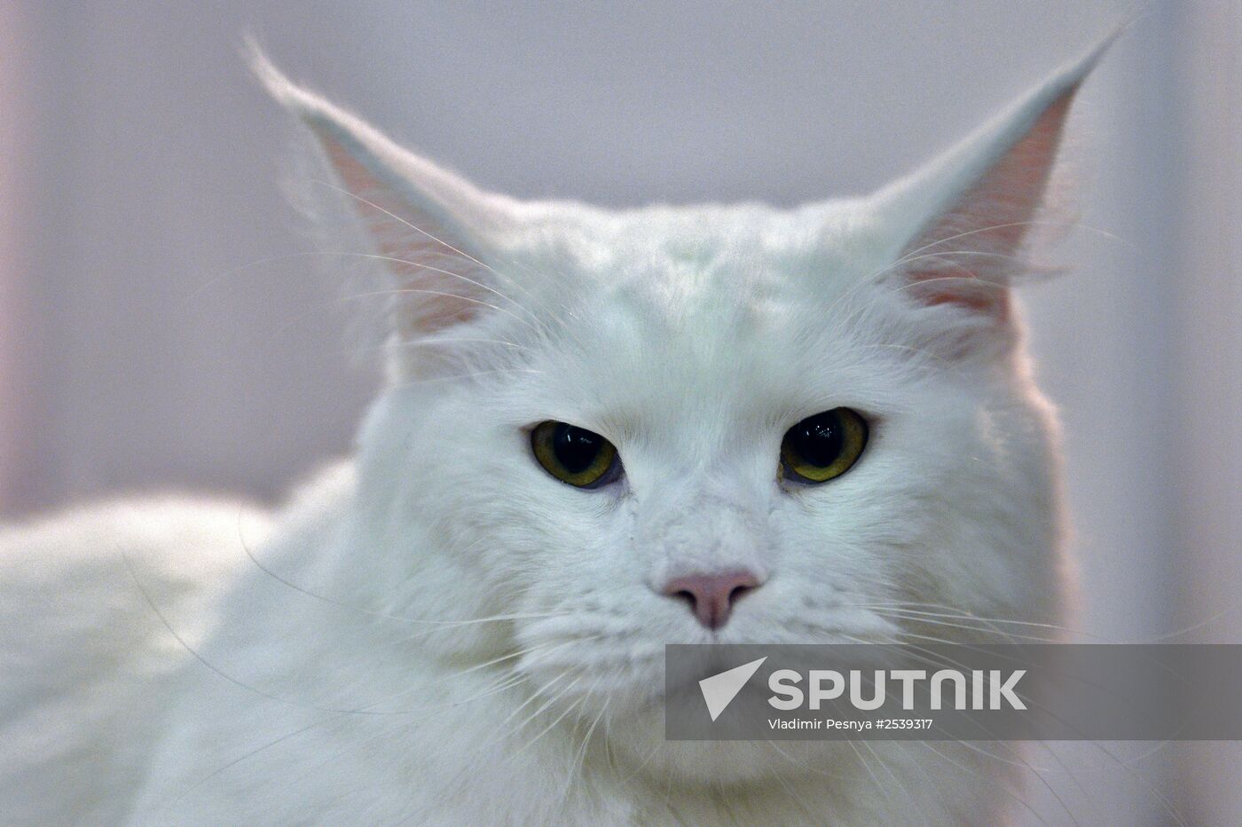 A Maine coon cat at the 13th International Cat Show "Grand Prix Royal Canin 2014" in the Crocus Expo Exhibition Center. Location: Russia, Moscow. Author: Vladimir Pesnya/Sputnik. 13th International cat show "Grand Prix Royal Canin 2014"