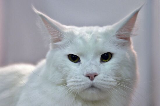 13th International cat show "Grand Prix Royal Canin 2014"