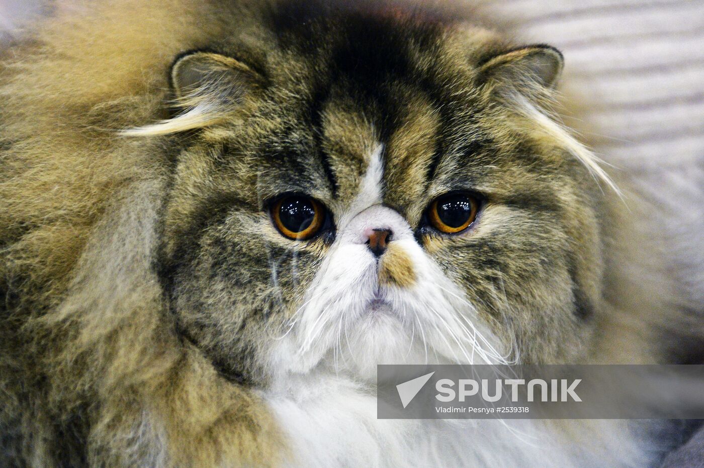 13th International cat show "Grand Prix Royal Canin 2014"