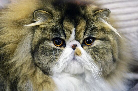 13th International cat show "Grand Prix Royal Canin 2014"