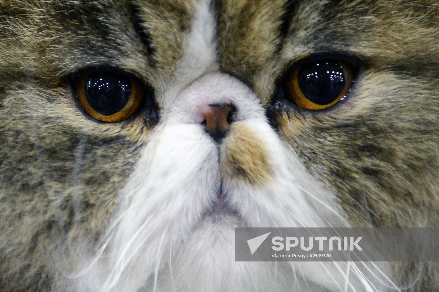 13th International cat show "Grand Prix Royal Canin 2014"