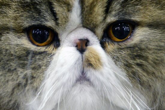 13th International cat show "Grand Prix Royal Canin 2014"