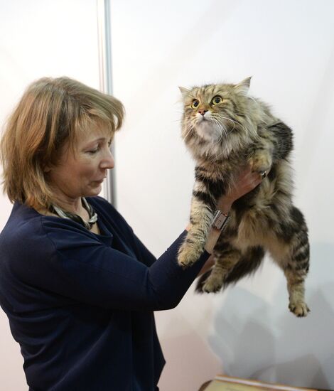 13th International cat show "Grand Prix Royal Canin 2014"