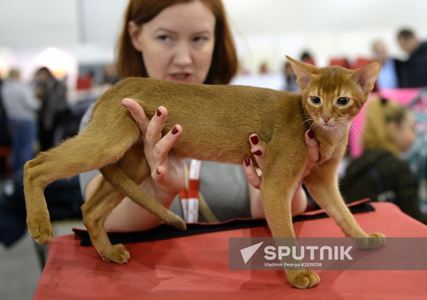 13th International cat show "Grand Prix Royal Canin 2014"