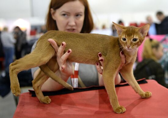 13th International cat show "Grand Prix Royal Canin 2014"