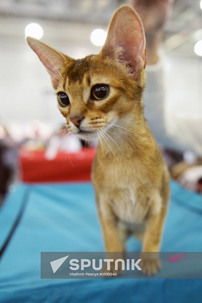 13th International cat show "Grand Prix Royal Canin 2014"